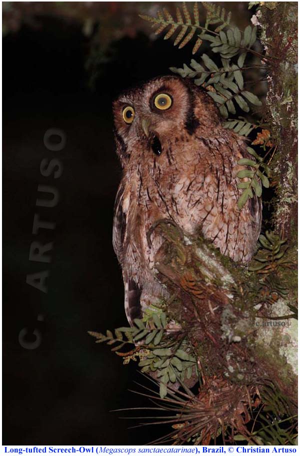 Long-tufted Screech Owl on a broken branch eating an insect by Christian Artuso