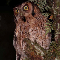 Long-tufted Screech Owl