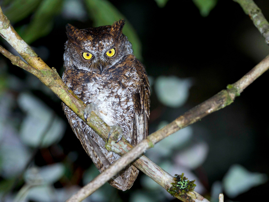 Luzon Scops Owl perched on an angled branch at night by Bram Demeulemeester
