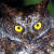 Luzon Scops Owl