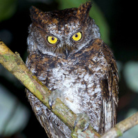 Luzon Scops Owl