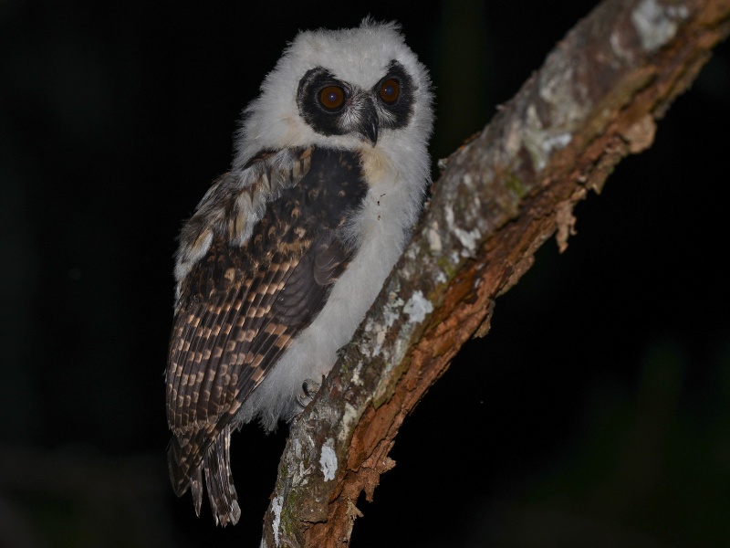 Young Madagascar Owl perched on a branch at night by Alan Van Norman