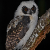 Madagascar Owl