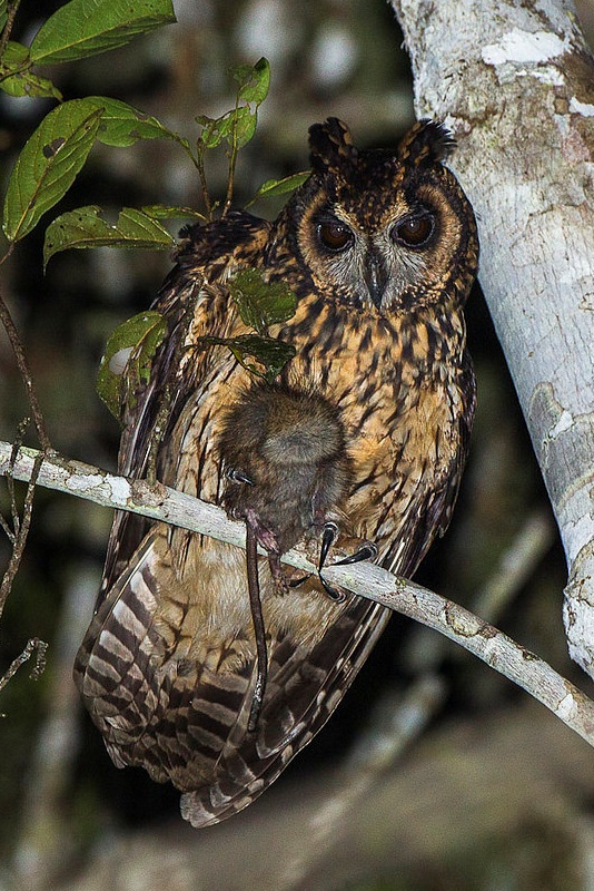 Madagascar Owl perched on a small branch holding prey item by Francesco Veronesi