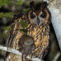 Madagascar Owl