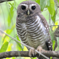 White-browed Owl