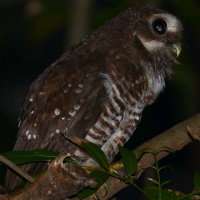 White-browed Owl