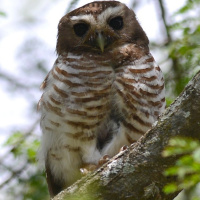 White-browed Owl