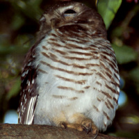 White-browed Owl