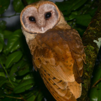 Madagascar Red Owl