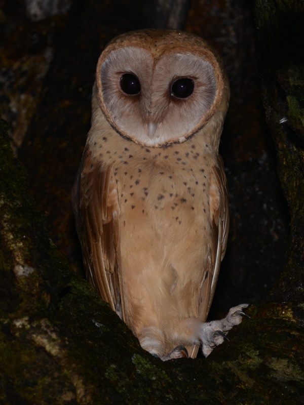 Madagascar Red Owl perched in the fork of a tree at night by Alan Van Norman