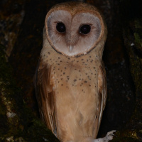 Madagascar Red Owl