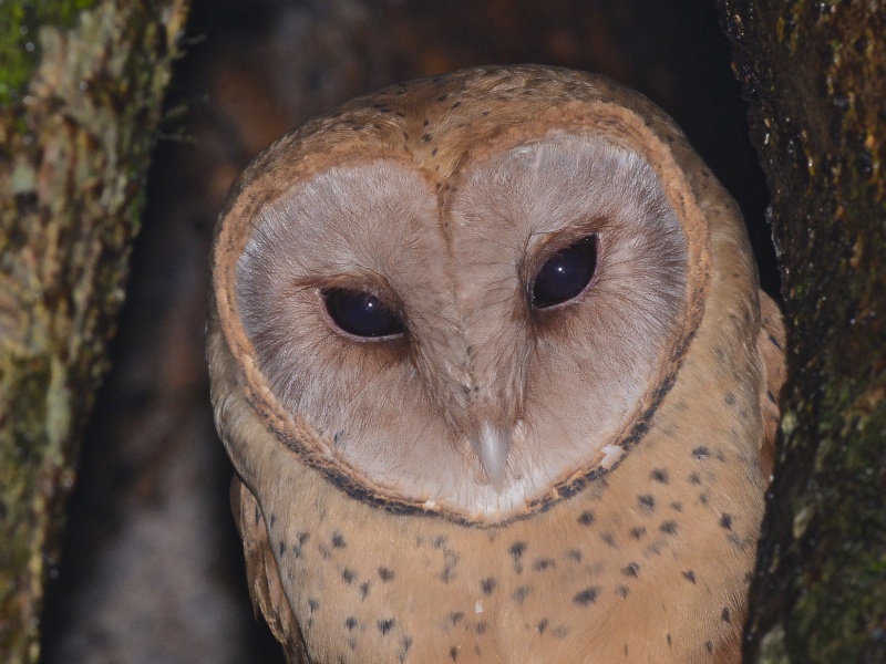 Close up photograph of a Madagascar Red Owl face and chest by Alan Van Norman