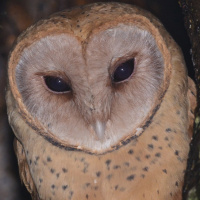 Madagascar Red Owl