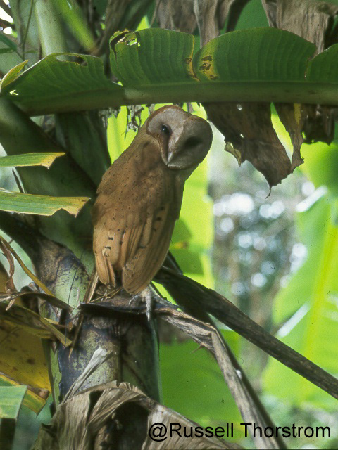 Madagascar Red Owl looks behind itself from its perch in a banana tree by Russell Thorstrom