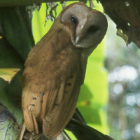 Madagascar Red Owl