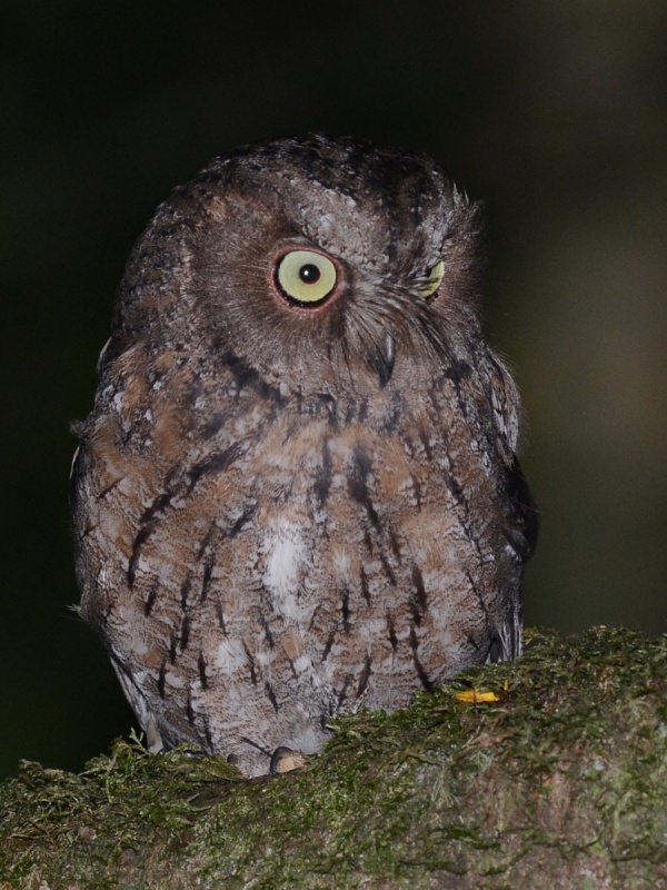 Close up portrait of a Madagascar Scops Owl by Alan Van Norman