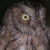 Madagascar Scops Owl