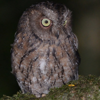 Madagascar Scops Owl