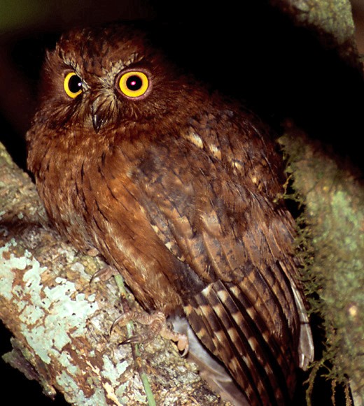 A rufous morph Madagascar Scops Owl sitting on a thick branch by Trevor Quested