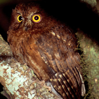 Madagascar Scops Owl