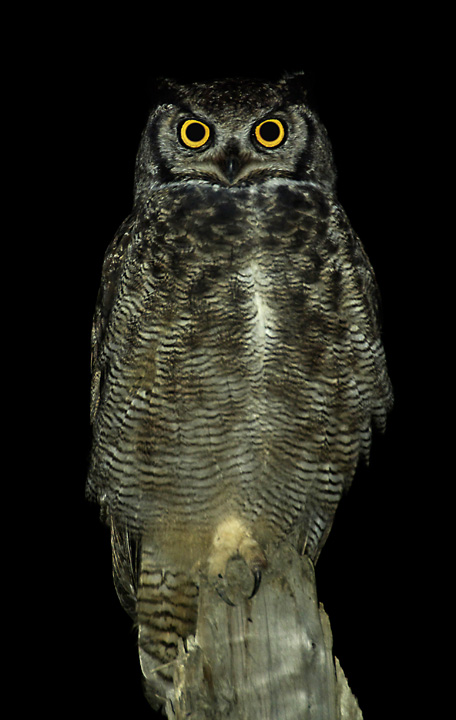 Magellanic Horned Owl perched on a tree stump at night by Leandro Herrainz