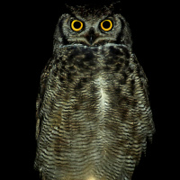 Magellanic Horned Owl