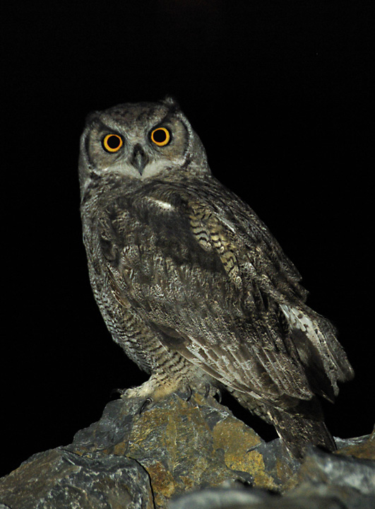 Magellanic Horned Owl perched on rocks at night by Leandro Herrainz