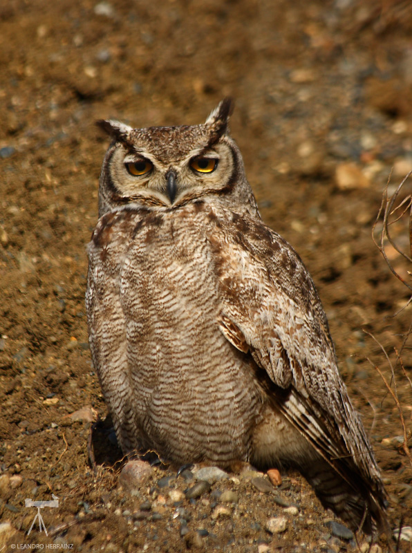 Magellanic Horned Owl sits on the stony ground by Leandro Herrainz