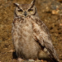 Magellanic Horned Owl