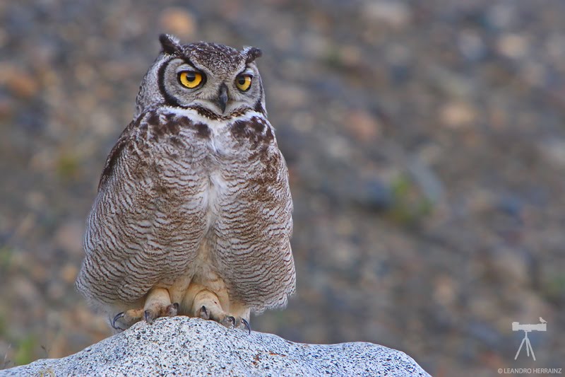 Magellanic Horned Owl sits on a rock out in the open by Leandro Herrainz