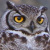 Magellanic Horned Owl