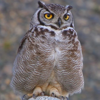 Magellanic Horned Owl