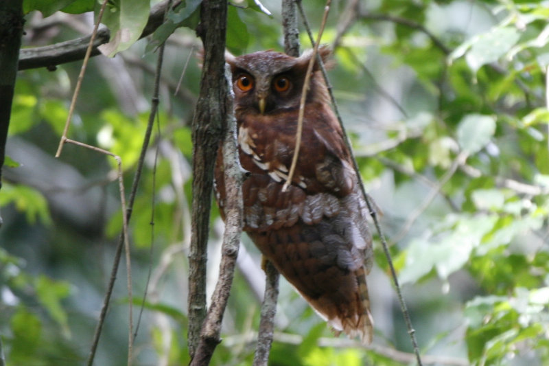 A rare photo of a Maned Owl by James Halton