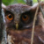 Maned Owl