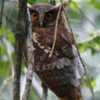 Maned Owl
