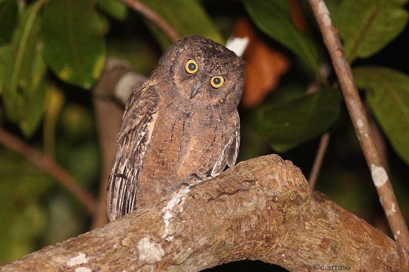 Mantanani Scops Owl looking down from a large branch by Christian Artuso