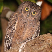 Mantanani Scops Owl