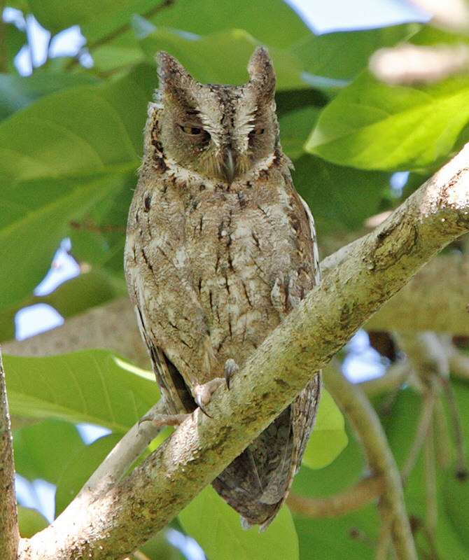 Mantanani Scops Owl squints while at roost by Rob Hutchinson