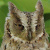 Mantanani Scops Owl