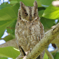 Mantanani Scops Owl