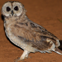 Marsh Owl