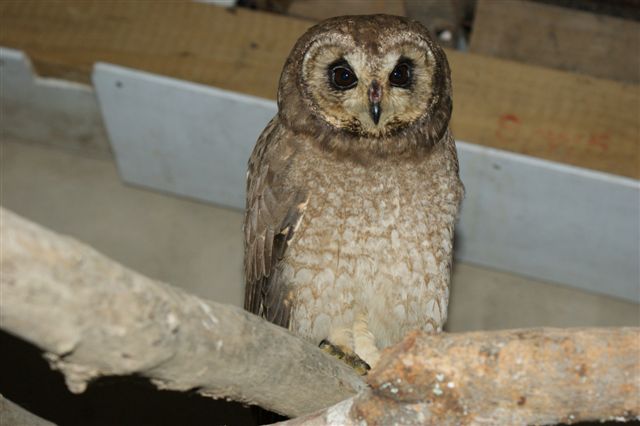 Marsh Owl on a perch in an animal care facility by Chris Pretorius