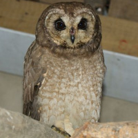 Marsh Owl