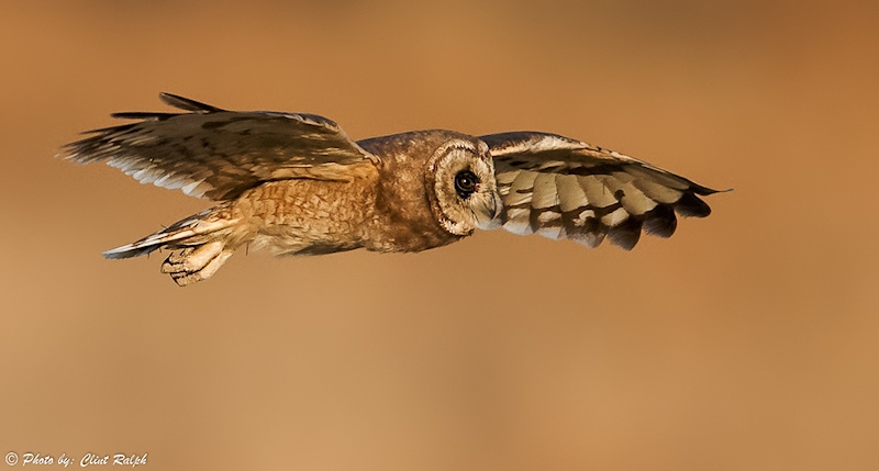 Side view of a Marsh Owl in flight by Clint Ralph