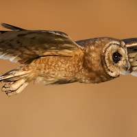 Marsh Owl