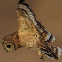 Marsh Owl