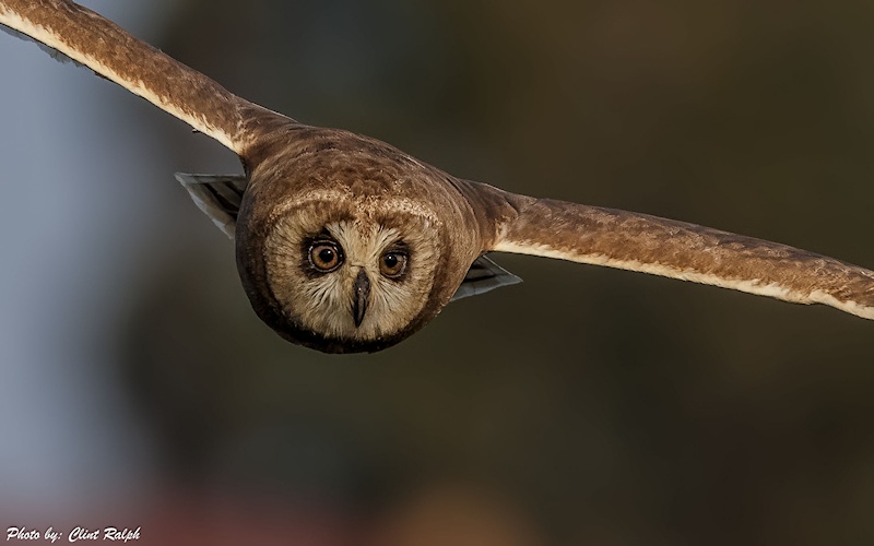 Close frontal view of a Marsh Owl in flight by Clint Ralph