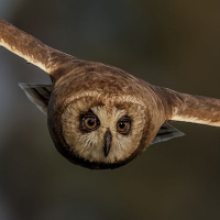 Marsh Owl