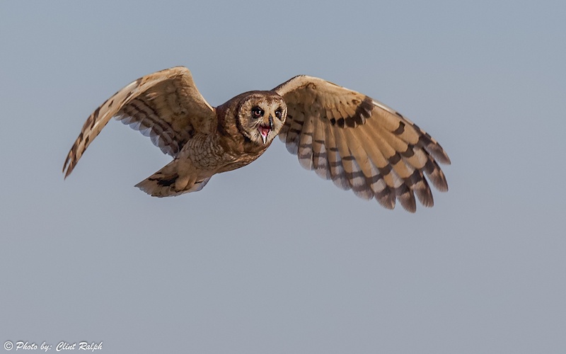 Marsh Owl flying towards us with its mouth open by Clint Ralph